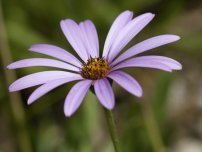 Berlandiera - o plantă cu aromă de ciocolată, flori în grădină (gospodărie)