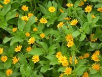 Berlandiera - o plantă cu aromă de ciocolată, flori în grădină (gospodărie)