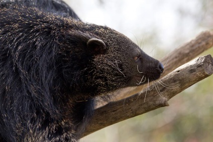 Binturong szokatlan állat nagy bajusszal