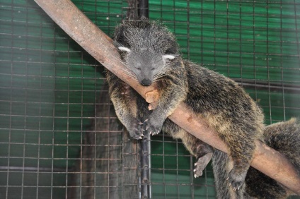 Binturong szokatlan állat nagy bajusszal