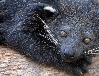 Binturong szokatlan állat nagy bajusszal