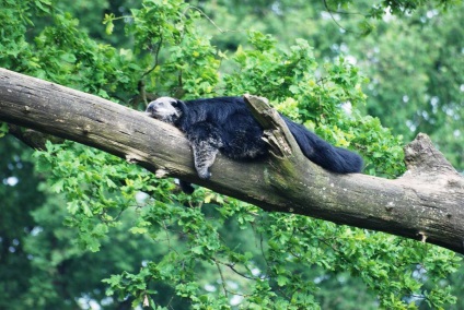 Binturong szokatlan állat nagy bajusszal