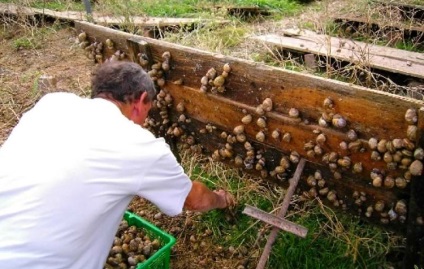 Afacerea în melci