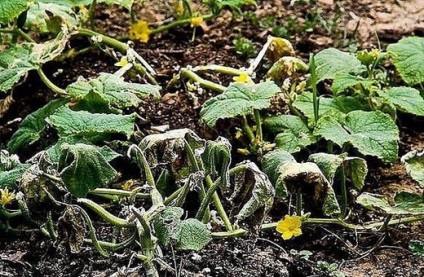 Boli de dovleac - descriere, fotografii și metode de tratare a plantei