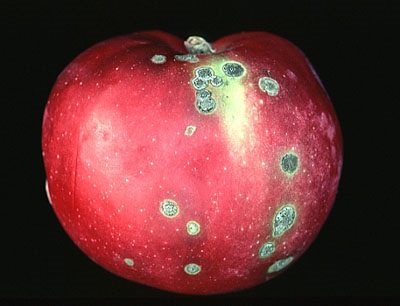 Boli ale scabiei de măr, licheni