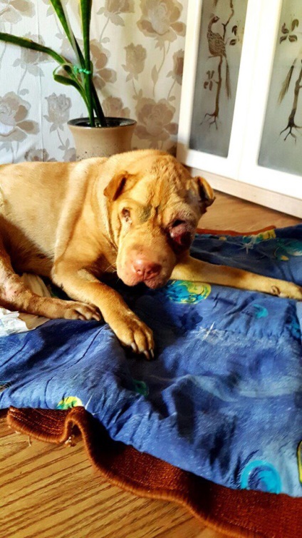 Un om cu cancer de shar pei care a fost aruncat în gunoi de către proprietari, a murit în mâinile medicilor