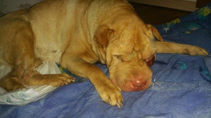 Un om cu cancer de shar pei care a fost aruncat în gunoi de către proprietari, a murit în mâinile medicilor