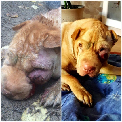 Un om cu cancer de shar pei care a fost aruncat în gunoi de către proprietari, a murit în mâinile medicilor