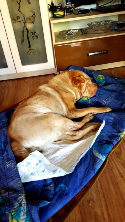 Un om cu cancer de shar pei care a fost aruncat în gunoi de către proprietari, a murit în mâinile medicilor