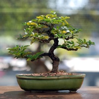 Bonsai acasă cum să aibă grijă de copaci pitic