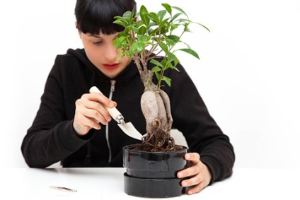 Bonsai acasă cum să aibă grijă de copaci pitic