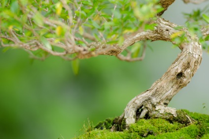 Bonsai acasă cum să aibă grijă de copaci pitic