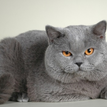 Pisica British Shorthair, getpet