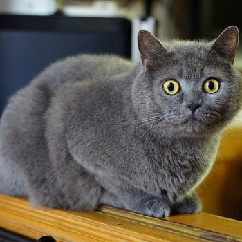 Pisica British Shorthair, getpet