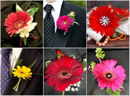 Boutonniere de gerbera - opțiuni pentru mire și mire, făcând propriile mâini, fotografii și clipuri video