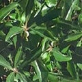 Arborele de ceai din secțiunea ingrediente naturale, oriflame (oriflame)