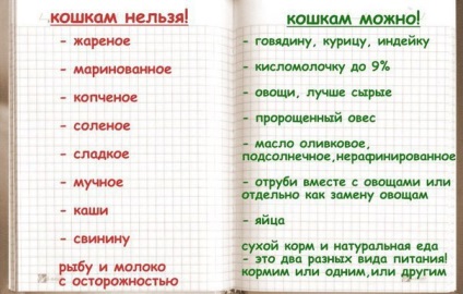Ce să hrăniți pisica (pisica), hrană gata, mâncare acasă, ce mai bine să nu salvați