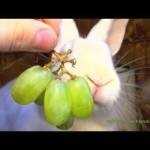 Ce să-i hrănești iepurii în iarnă și vară - hrănirea iepurilor - viața mea
