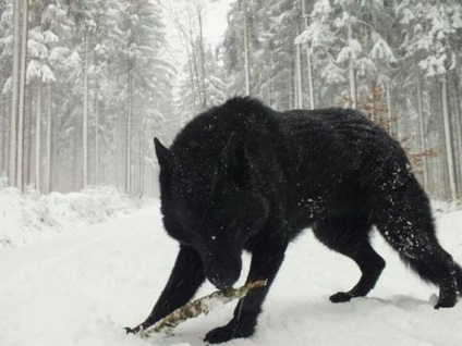 Black Wolf - un hibrid de lup și câine