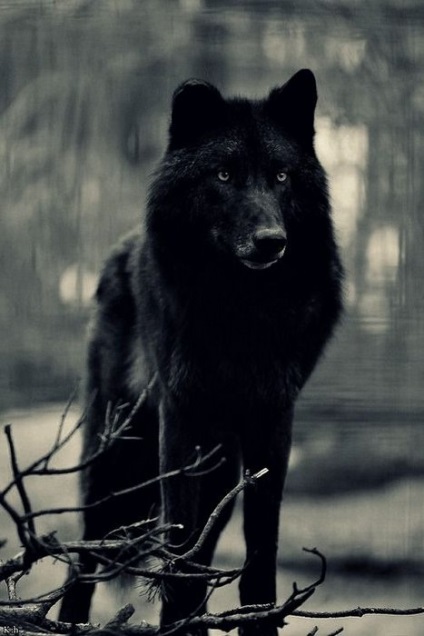 Black Wolf - un hibrid de lup și câine