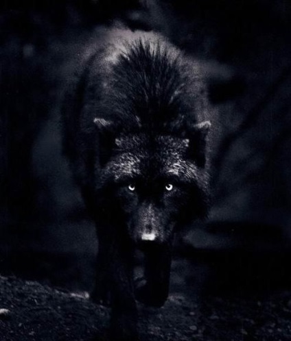 Black Wolf - un hibrid de lup și câine