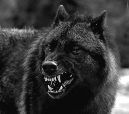 Black Wolf - un hibrid de lup și câine