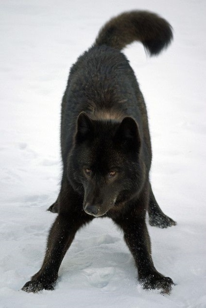 Black Wolf - un hibrid de lup și câine