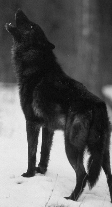 Black Wolf - un hibrid de lup și câine