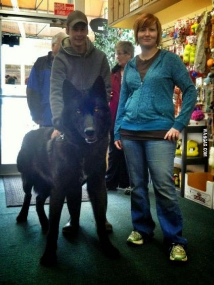 Black Wolf - un hibrid de lup și câine