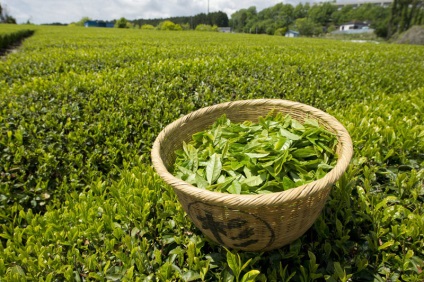 Ceai negru și verde cu diaree și diaree - adevărul ceaiului
