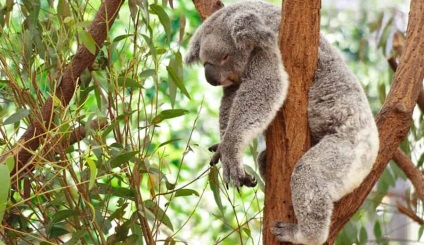Citiți despre koala în faptele de pe site