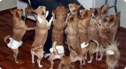 Chihuahua Yorkshire Terrier - 5 cauze de miros neplăcut de la Chihuahua