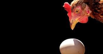 Ce să faci dacă o găină poartă ouă fără coajă