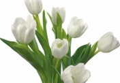 Mit jelent a különböző színű tulipán?