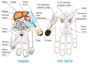 Що таке точки відповідності в су-джок терапії my life