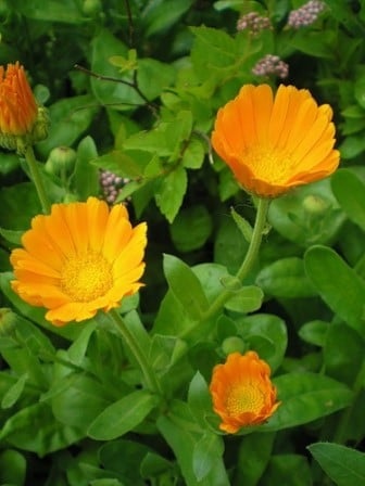 Flori și ierburi de gălbenele (galbenele) - proprietăți medicinale, utilizare și contraindicații pentru a cumpăra prin