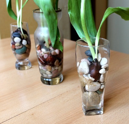 Virágoskert az ablakpárkányon! A tulipánok otthonosan nőnek, mert ismerem a titkot ... - devichnik online