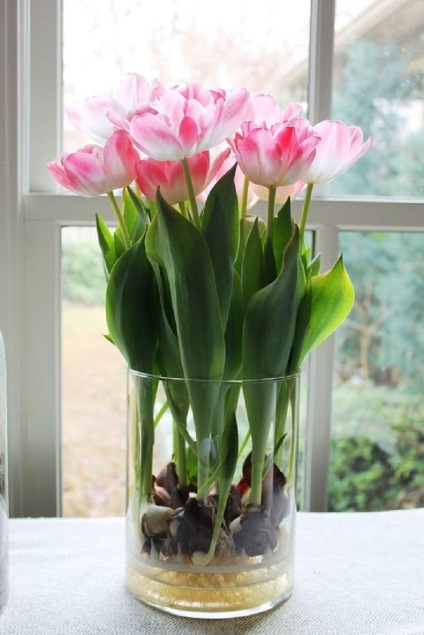 Virágoskert az ablakpárkányon! A tulipánok otthonosan nőnek, mert ismerem a titkot ... - devichnik online