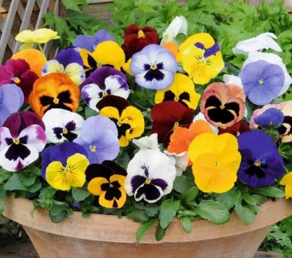 Paturi de flori în curtea unei case private 30 fotografii ale celor mai pitorești opțiuni și recomandări pentru