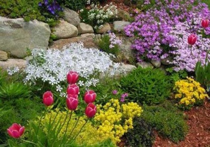Virágágyak egy magánház udvarán 30 fénykép a legszebb lehetőségekről és ajánlásokról