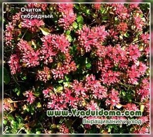 Floarea-gazon cu mâinile proprii, un site despre o grădină, o reședință de vară și plante de apartament