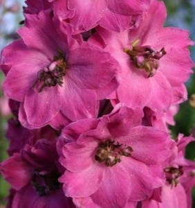 Delphinium (briskness), preparare, compoziție, utilizare, contraindicații