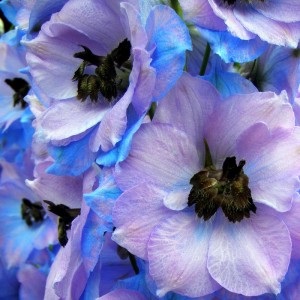 Delphinium (briskness), preparare, compoziție, utilizare, contraindicații