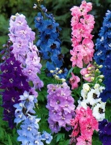 Delphinium (briskness), preparare, compoziție, utilizare, contraindicații