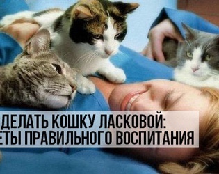 Zece lucruri pe care fiecare proprietar de pisici trebuie să le facă cu pisica, sigilii și nyashki