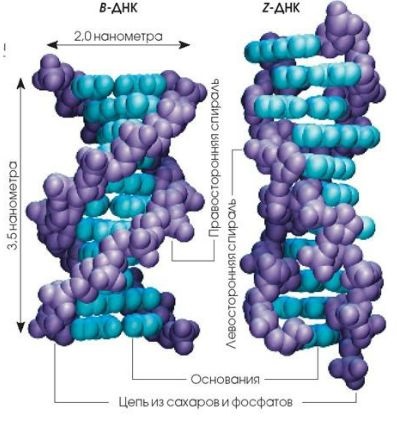 Acid deoxiribonucleic