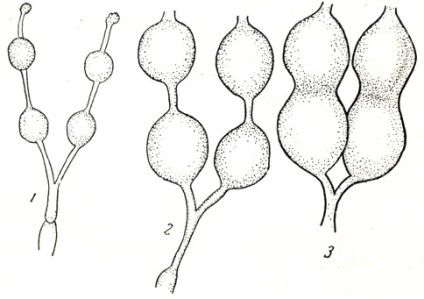 Diagnosticul bolii 1958 - Boala câinilor (non-contagioasă)