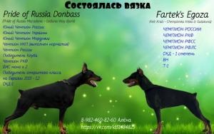 Dobermans, Perm - pagina 53