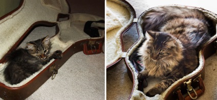 Înainte și după, sau cum cresc pisicile