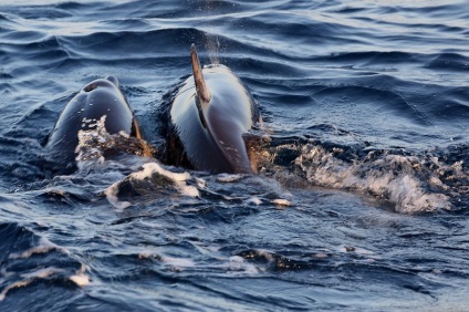 Experții au spus despre cauzele de deces ale delfinilor din Marea Neagră